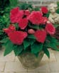 Begonia  FIMBRIATA PINK